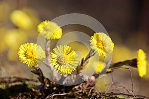 Coltsfoot flowers on a glade in spring forest