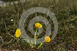 Coltsfoot flowers on a green meadow in spring