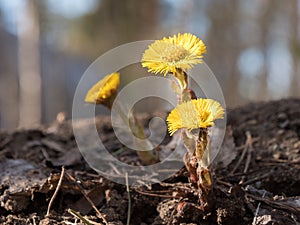 Coltsfoot flowers growing on pile of soil in spring