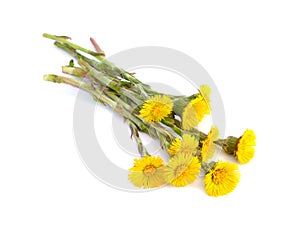 Coltsfoot flowers isolated.