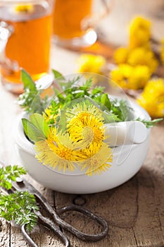 Coltsfoot flowers spring herbs in mortar and herbal tea