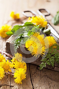 Coltsfoot flowers spring herbs and scissors