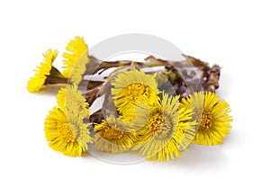 coltsfoot photo