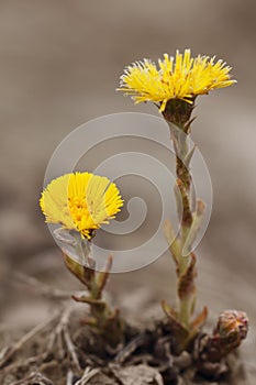 Coltsfoot flowers.(Tussilago farfara)