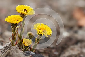 Coltsfoot flowers.(Tussilago farfara)