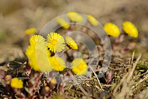 Coltsfoot or foalfoot medicinal wild herb. Farfara Tussilago plant growing in the field.