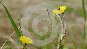 Coltsfoot or foalfoot medicinal wild herb. Spring flower yellow coltsfoot in the grass awakening after the snowmelt.
