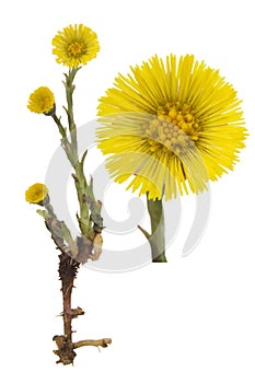 Coltsfoot medical- Tussilago farfara photo