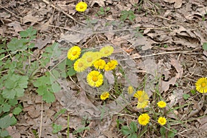 Coltsfoot`s flowers among last year`s withered oak leaves