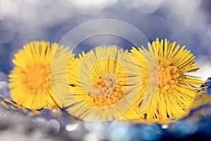 Coltsfoot, spring flowers