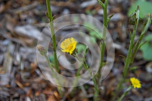 The coltsfoot Tussilago farfara