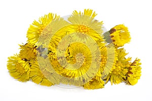 Coltsfoot (Tussilago farfara) photo