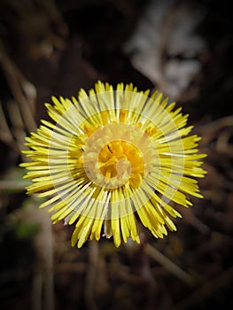 Coltsfoot (Tussilago farfara)