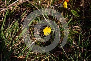 Coltsfoot (Tussilago farfara) flower close up in nature