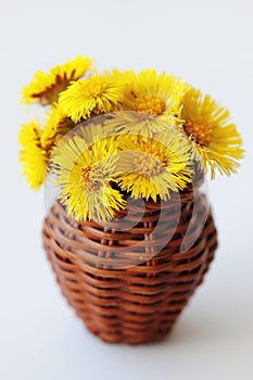 Coltsfoot Tussilago farfara flowers bouquet in wicker vase