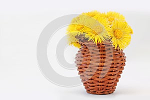 Coltsfoot Tussilago farfara flowers bouquet in wicker vase