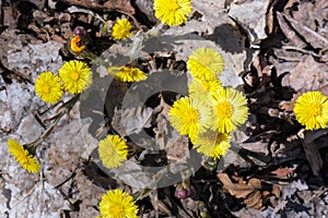 Coltsfoot (Tussilago farfara photo