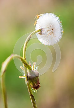 Coltsfoot, Tussilago farfara overblown plant. Spring white flower with blured background