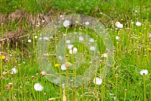 Coltsfoot, Tussilago farfara overblown plant. Spring white flower with blured background