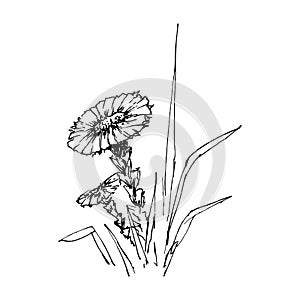 Coltsfoot. Vintage sketch of flower. Hand-drawn vector illustration, isolated on white