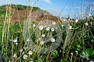 Coltsfoot on wasteground