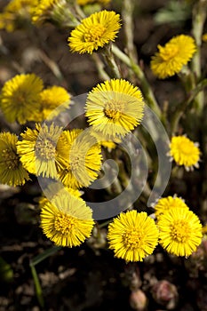 Coltsfoot photo