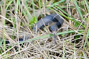 Coluber constrictor priapus, southern black racer