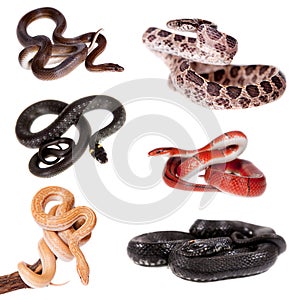 Colubridae snakes set, on white