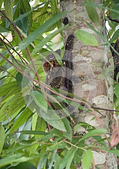 Colugo in tree during the day in borneo