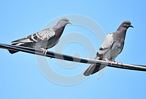 Columba livia grey birds.