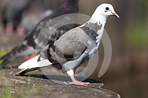 Columba livia, Rock Dove.