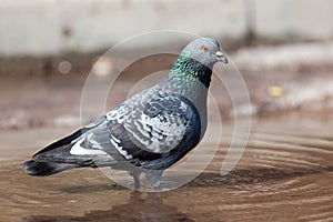 Columba livia, Rock Dove.