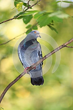 Columba livia, Rock Dove.