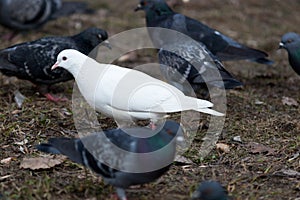 Columba livia, Rock Dove.