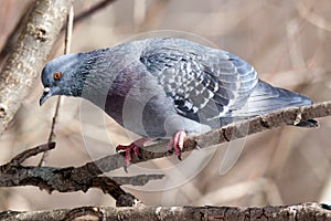 Columba livia, Rock Dove.