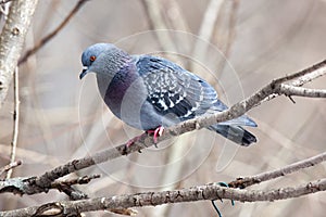 Columba livia, Rock Dove.