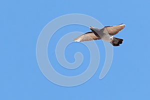 Columba livia, Rock Dove.