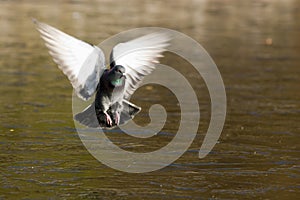 Columba livia, Rock Dove, Pigeon