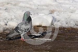 Columba livia, Rock Dove, Pigeon