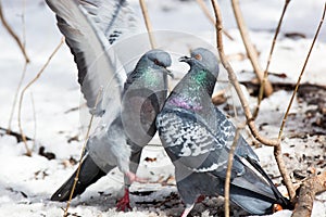 Columba livia, Rock Dove.