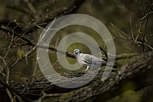 Columba palumbus. It occurs almost all over Europe. Wild nature of Czech.