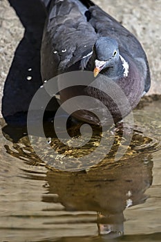 Columba palumbus - The wood pigeon is a species of columbiform bird in the Columbidae family