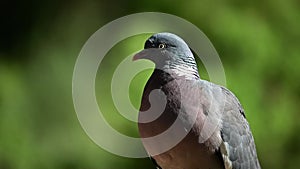 Columba palumbus - The wood pigeon is a species of columbiform bird in the Columbidae family