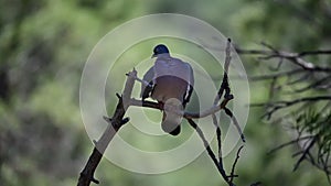 Columba palumbus - The wood pigeon is a species of columbiform bird in the Columbidae family