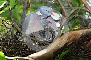 Columba palumbus, Woodpigeon.