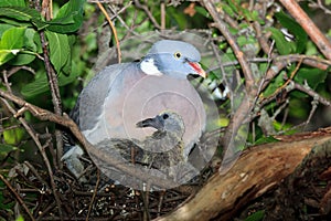 Columba palumbus, Woodpigeon.