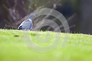 Columba palumbus, Woodpigeon