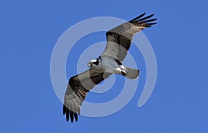 Columbia Basin Osprey/ Pandion haliaetus Soaring July Thermals