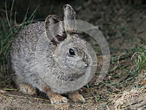 Columbia Basin Pygmy Rabbit photo
