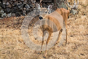 Columbia Blacktail Deer